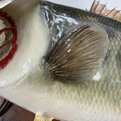 ブラックバス　剥製　剥製工房フィッシュワールド ブラックバス 剥製 琵琶湖産 ルアー 引取限定 現状渡し