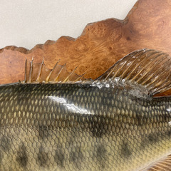 ブラックバス　剥製　剥製工房フィッシュワールド ブラックバス 剥製 琵琶湖産 ルアー 引取限定 現状渡し