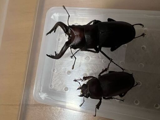 かっこかわいい ノコギリクワガタオス1匹メス4匹計5匹セット野外採集群馬県産 Takahiro 本中野のその他の中古あげます 譲ります ジモティーで不用品の処分 かっこかわいい ノコギリクワガタオス1匹メス4匹計5匹セット野外採集群馬県産 Takahiro 本中野のその他の中古あげます 譲ります ジモティーで不用品の処分