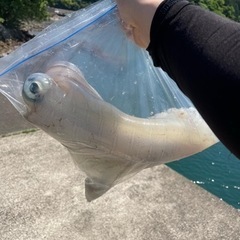 長崎のエギンガーと交流深めたい