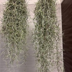 ウスネオイデス　エアプランツ　チランジア　観葉植物