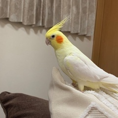 オカメインコ ルチノー♀ 4才