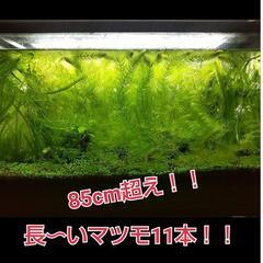 85cm超の長〜いマツモ111g！！　水草　長い　まつも