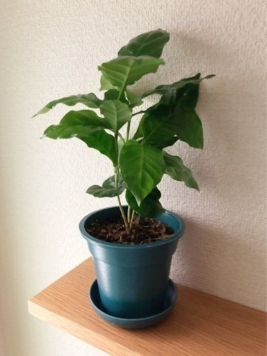 観葉植物　コーヒーの木①　30cm　ブルーカラーの3.5の号の鉢と受け皿付き