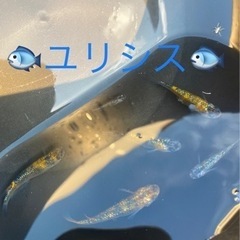 🐟🐟🐟ユリシスメダカ🐟🐟🐟