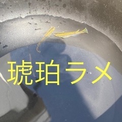 🐟🐟🐟琥珀ラメメダカ🐟🐟🐟