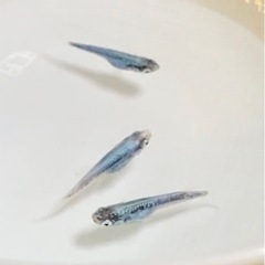 鯖の極み　若魚極上個体セット