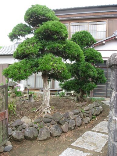 慎の木2本　譲ります　庭木