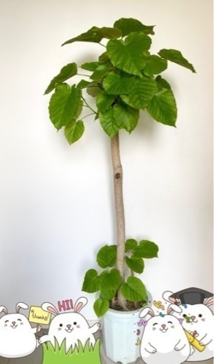 値下げ❗️観葉植物　ウンベラータ　大型　160cm