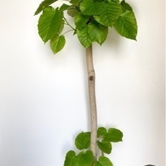 値下げ❗️観葉植物　ウンベラータ　大型　160cm