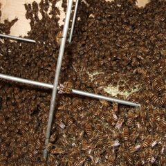 日本ミツバチ　近県配達無料　　美味しい蜂蜜をご自宅で！