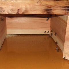 日本ミツバチ　近県配達無料　　美味しい蜂蜜をご自宅で！