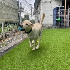 トリマースタッフさん募集🐕‍🦺❤️ - 武蔵村山市