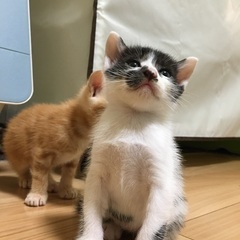 7月4日生まれ白黒の男の子