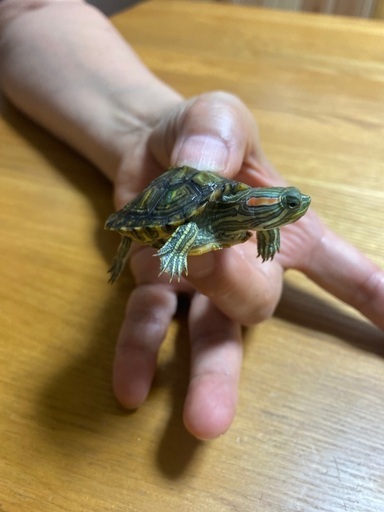 人懐こい ミドリガメの赤ちゃん Milty 岡山のその他の里親募集 ジモティー