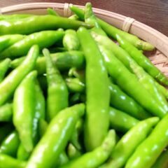青とうがらしFresh green chili pepper