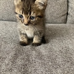 トラ柄の仔猫(決まりました) - 高松市