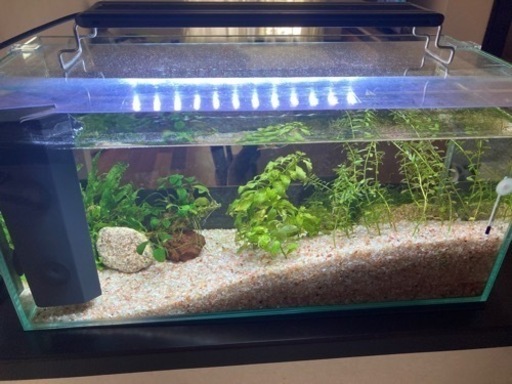 お相手決定 水槽一式グッピーとミナミヌマエビも ドーマウス 新崎の家具の中古あげます 譲ります ジモティーで不用品の処分