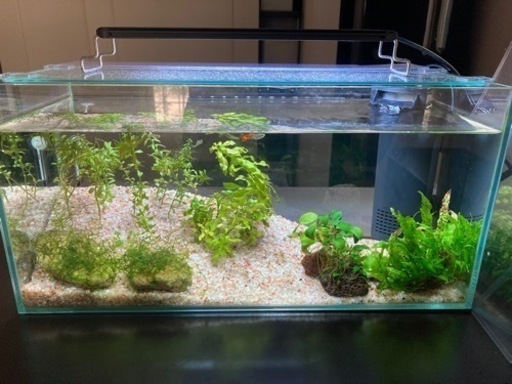 お相手決定 水槽一式グッピーとミナミヌマエビも ドーマウス 新崎の家具の中古あげます 譲ります ジモティーで不用品の処分