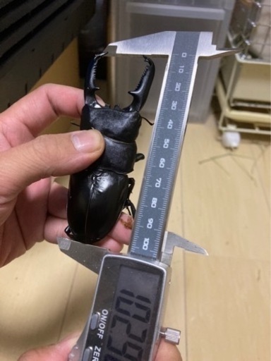 パラワンオオヒラタクワガタ102mmペア