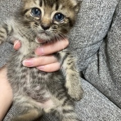 トラ柄の仔猫(決まりました) − 香川県