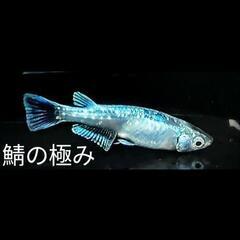 メダカ各種【幼魚】1匹50円-200円