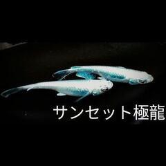 🐟極龍メダカ【稚魚20匹】🐟