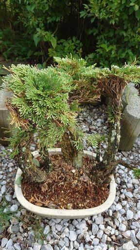 完売 岩松、植木 - ガーデニング