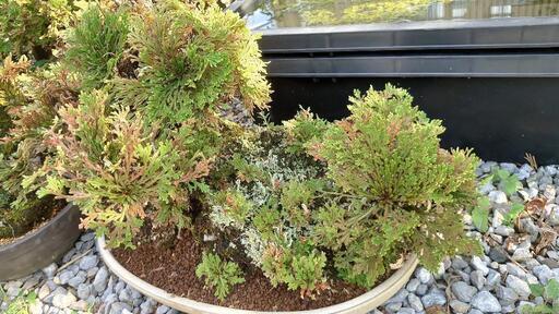 完売【植木】岩松