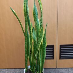 サンスベリア　100cm　観葉植物