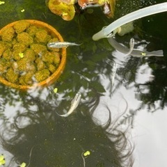 メダカ　ブルースターダスト　幼魚