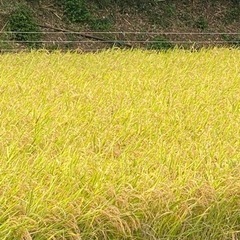🌾令和4年産🌾新米✨あきたこまち🌾玄米30kg🌾農家直送🌾