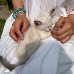 募集一時停止します。7月産まれの子猫です 大至急  耳模様有