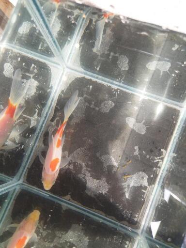 金魚 桜コメット9 10センチ Nia Saka 八千代台の家具の中古あげます 譲ります ジモティーで不用品の処分 金魚 桜コメット9 10センチ Nia Saka 八千代台の家具の中古あげます 譲ります ジモティーで不用品の処分