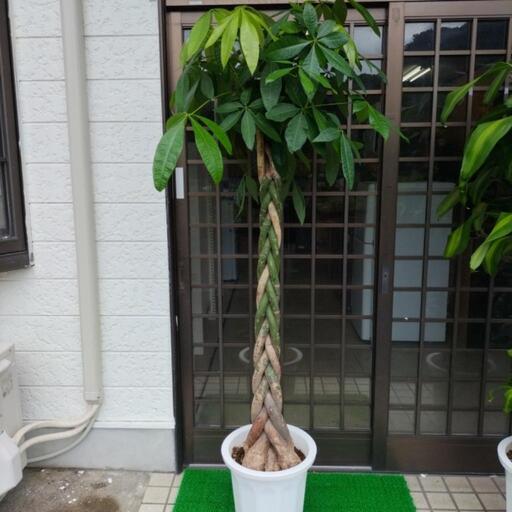 訳あり　値下げしました　パキラ
