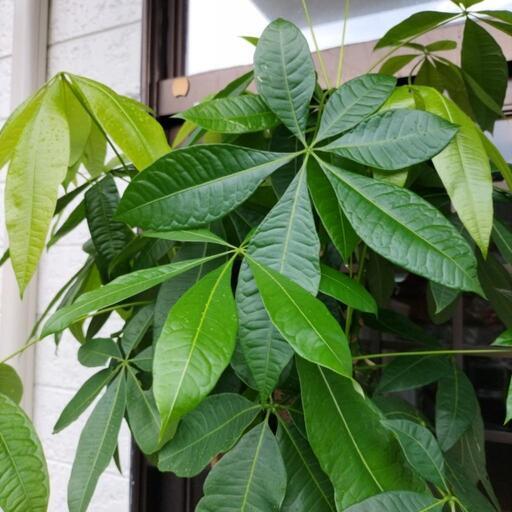 訳あり 値下げしました パキラ - その他