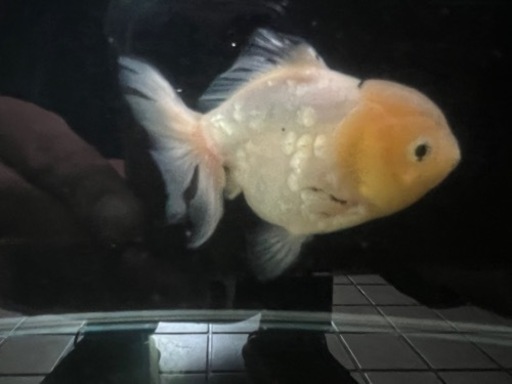 金魚　オランダ獅子頭　メダカ　錦鯉
