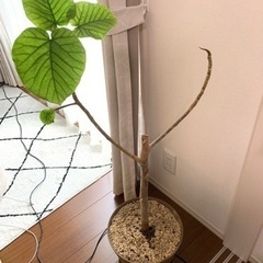 【決まりました】観葉植物 ウンベラータとパキラ