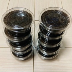 ギラファノコギリクワガタ   1頭300円　　