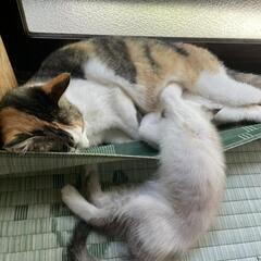 子猫の里親募集中 − 秋田県