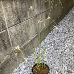 シラサギカヤツリ1ポット☆ビオトープ☆水生植物