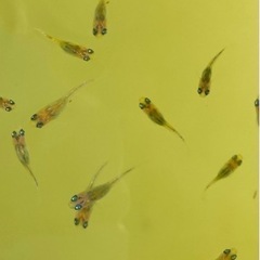 メダカ 夜桜 幼魚サイズ 5匹