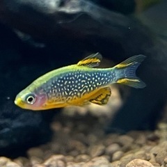 熱帯魚　ミクロラスボラ　ハナビ
