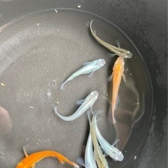 ヒレナガメダカの中古が安い 激安で譲ります 無料であげます ジモティー