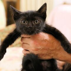 【譲渡交渉中】生後2か月程度、黒猫の子猫を保護しました、育てやす...