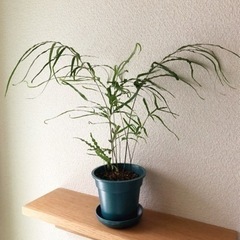 観葉植物　プテリス　37cm　ブルーカラーの3.5号の鉢と受け皿付き