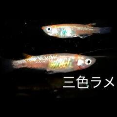 メダカ各種【稚魚】1匹 10円-200円