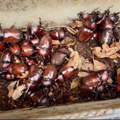 【最短本日渡し】カブトムシ オス・メス 成虫 300匹以上 ★ ...