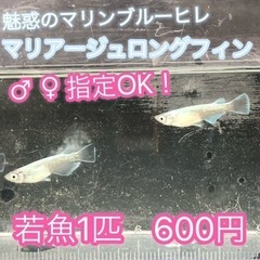 【若魚1匹】マリアージュロングフィン　（検索用　めだか　メダカ　...