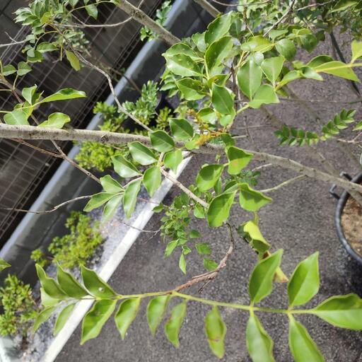 シマトネリコ株立ち 鉢底から約3m 無印良品の植木鉢付き 5